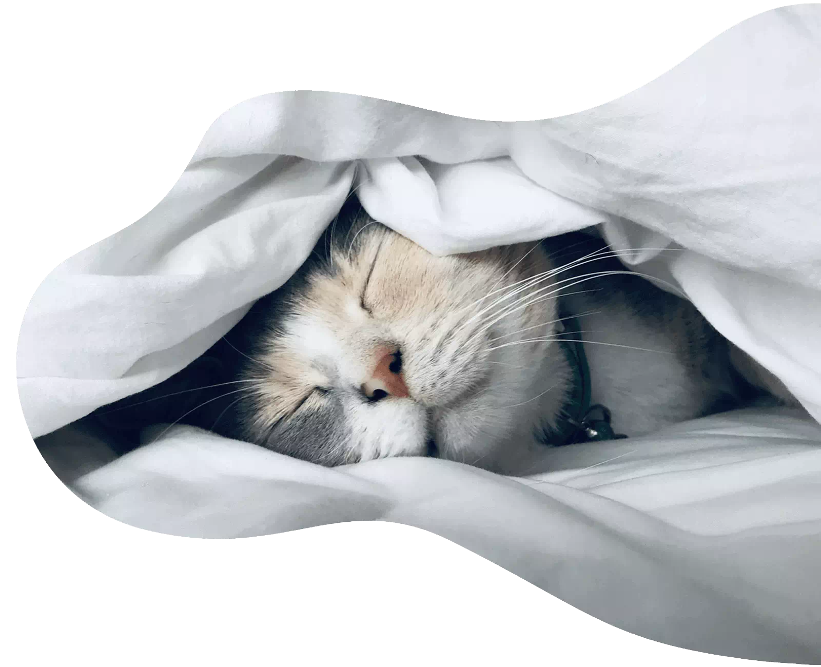 Cat rescue west wales